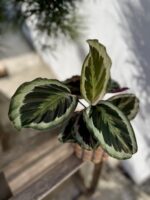 Zdjęcie rosliny doniczkowej Calathea Marion (Kalatea), ujęcie 2