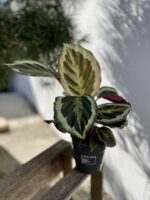 Zdjęcie rosliny doniczkowej Calathea Marion (Kalatea), ujęcie 3