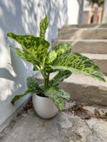 Zdjęcie rosliny doniczkowej Dieffenbachia Cheetah, ujęcie 1