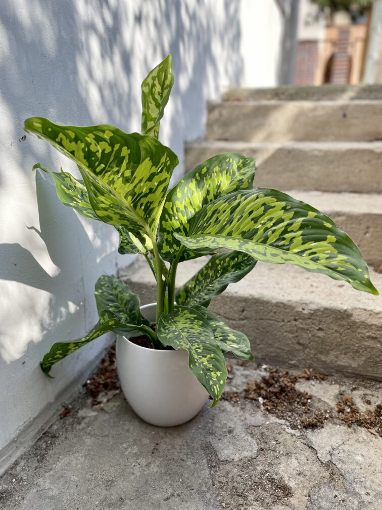 Zdjęcie rosliny doniczkowej Dieffenbachia Cheetah, ujęcie 1