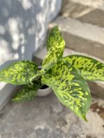 Zdjęcie rosliny doniczkowej Dieffenbachia Cheetah, ujęcie 2