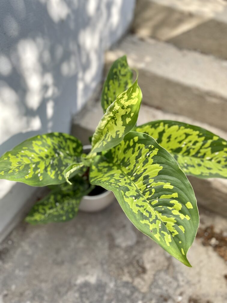 Zdjęcie rosliny doniczkowej Dieffenbachia Cheetah, ujęcie 2
