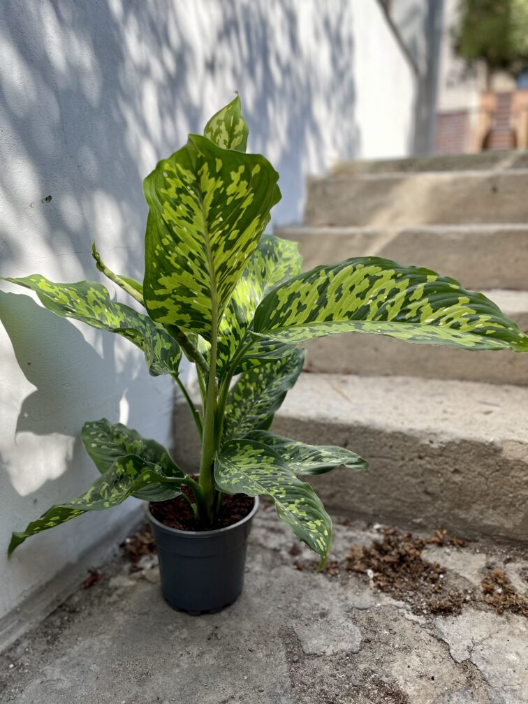 Zdjęcie rosliny doniczkowej Dieffenbachia Cheetah, ujęcie 3