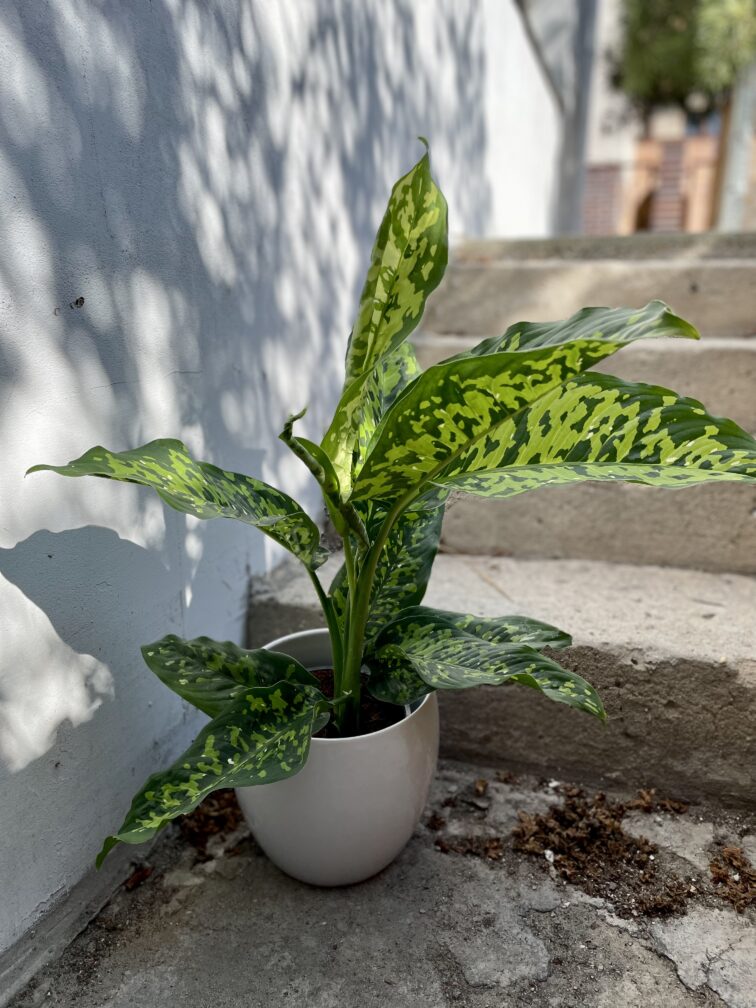 Zdjęcie rosliny doniczkowej Dieffenbachia Cheetah, ujęcie 4