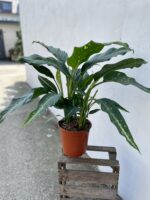 Zdjęcie rosliny doniczkowej Dieffenbachia Galaxy, ujęcie 1
