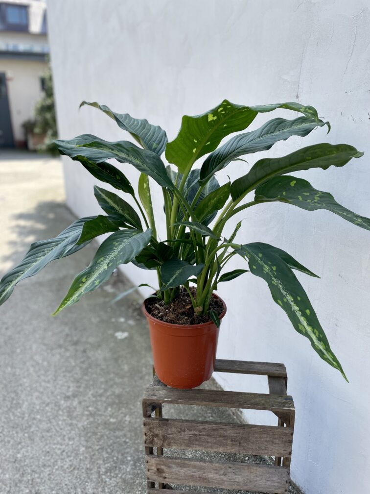 dieffenbachia-galaxy_24x95-1_1694169819.jpg Zdjęcie rosliny doniczkowej Dieffenbachia Galaxy, ujęcie 1
