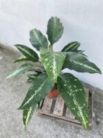 Zdjęcie rosliny doniczkowej Dieffenbachia Galaxy, ujęcie 2