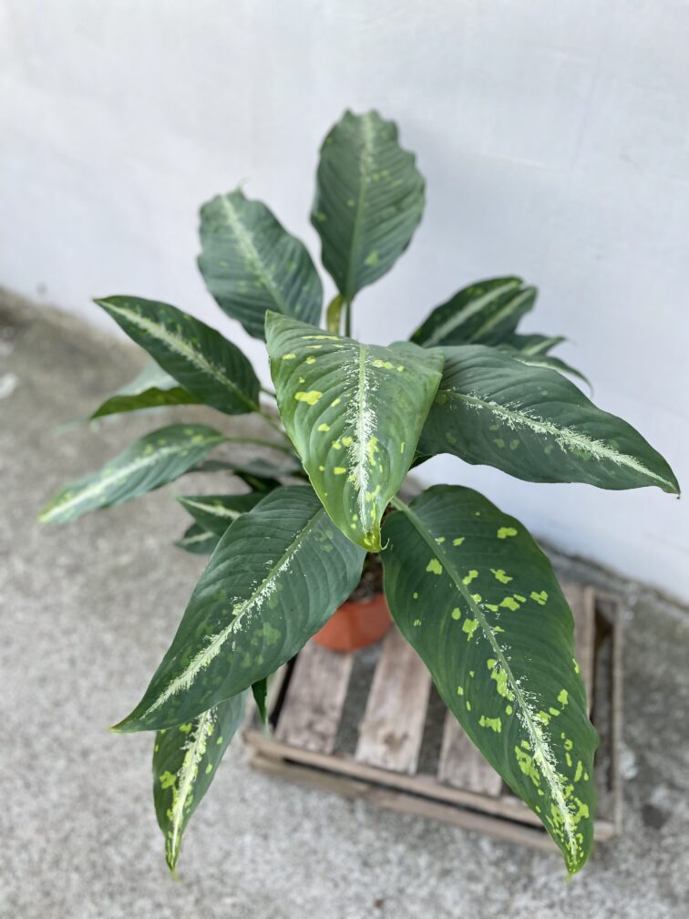 Zdjęcie rosliny doniczkowej Dieffenbachia Galaxy, ujęcie 2