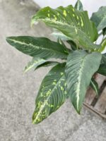 Zdjęcie rosliny doniczkowej Dieffenbachia Galaxy, ujęcie 3