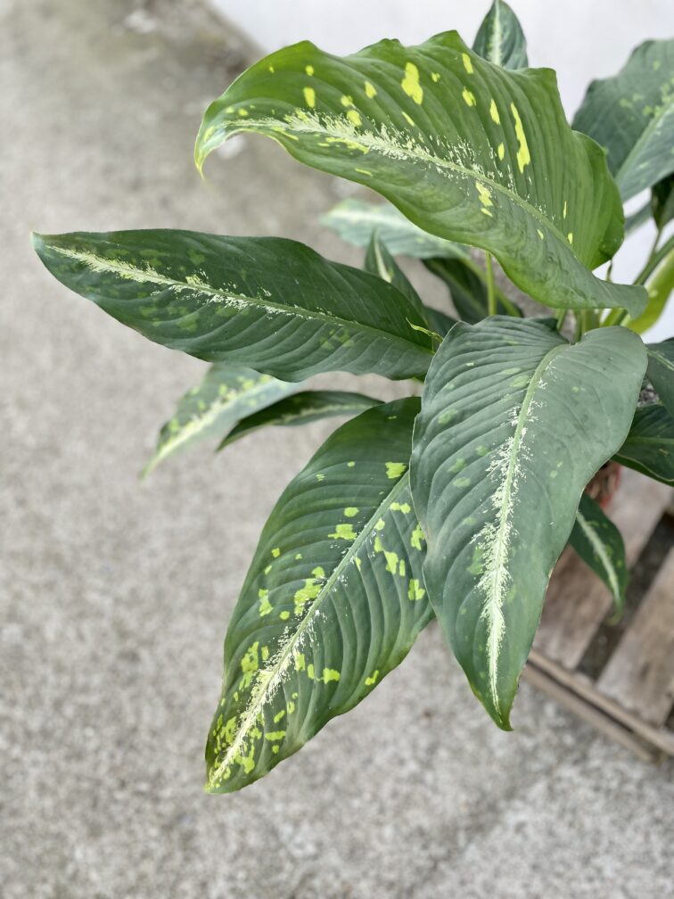 Zdjęcie rosliny doniczkowej Dieffenbachia Galaxy, ujęcie 3