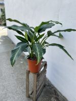 Zdjęcie rosliny doniczkowej Dieffenbachia Galaxy, ujęcie 4