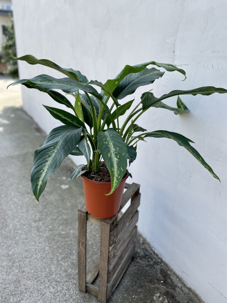 Zdjęcie rosliny doniczkowej Dieffenbachia Galaxy, ujęcie 4
