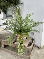 Zdjęcie rosliny doniczkowej Dryopteris affinis, ujęcie 1