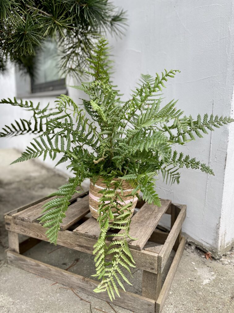 Zdjęcie rosliny doniczkowej Dryopteris affinis, ujęcie 1