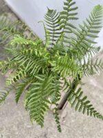 Zdjęcie rosliny doniczkowej Dryopteris affinis, ujęcie 2