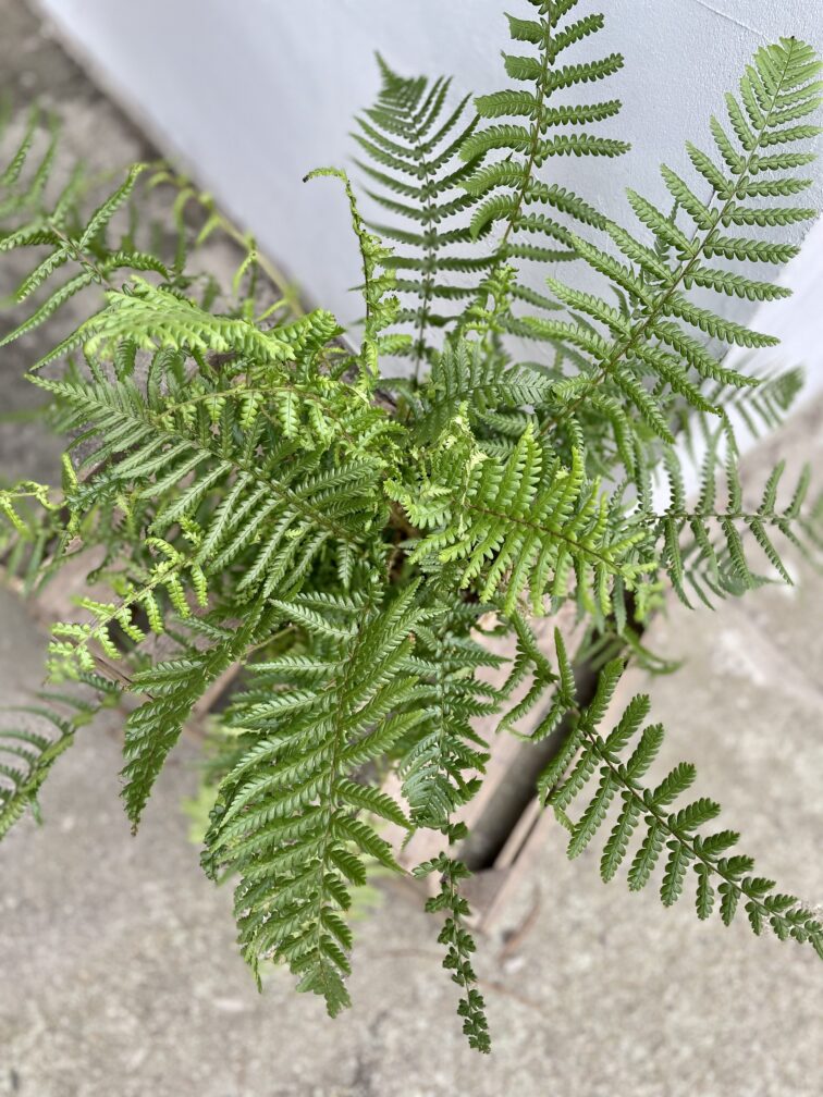 Zdjęcie rosliny doniczkowej Dryopteris affinis, ujęcie 2