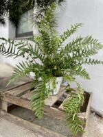 Zdjęcie rosliny doniczkowej Dryopteris affinis, ujęcie 3