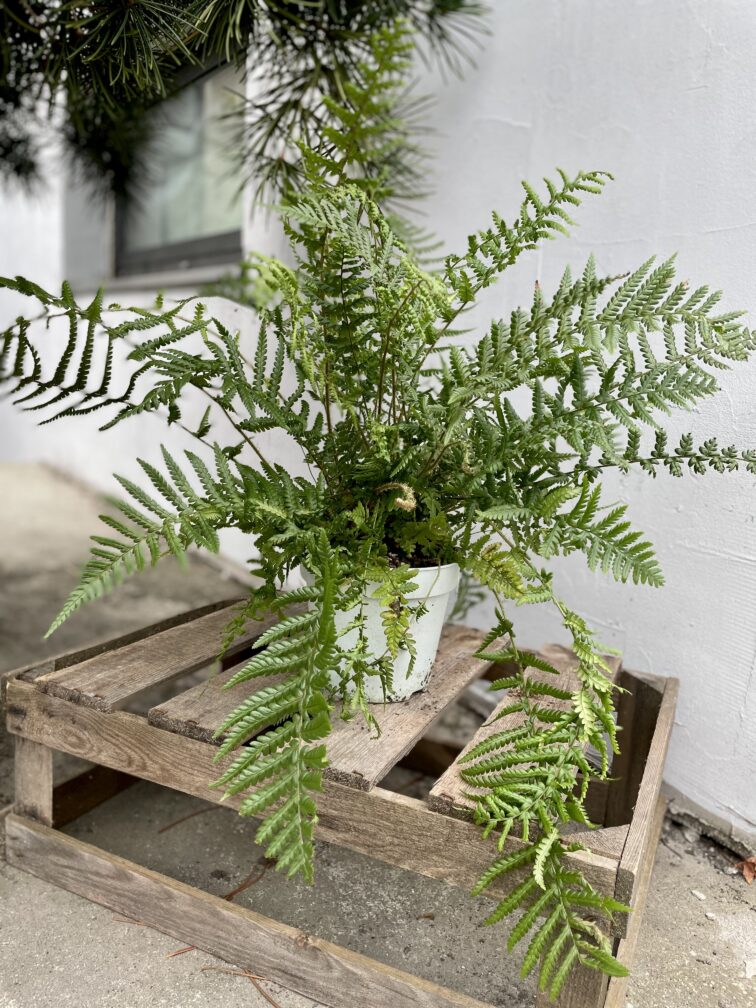 Zdjęcie rosliny doniczkowej Dryopteris affinis, ujęcie 3