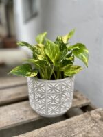 Zdjęcie rosliny doniczkowej Epipremnum HiColor, ujęcie 1