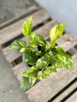 Zdjęcie rosliny doniczkowej Epipremnum HiColor, ujęcie 2