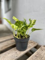 Zdjęcie rosliny doniczkowej Epipremnum HiColor, ujęcie 3