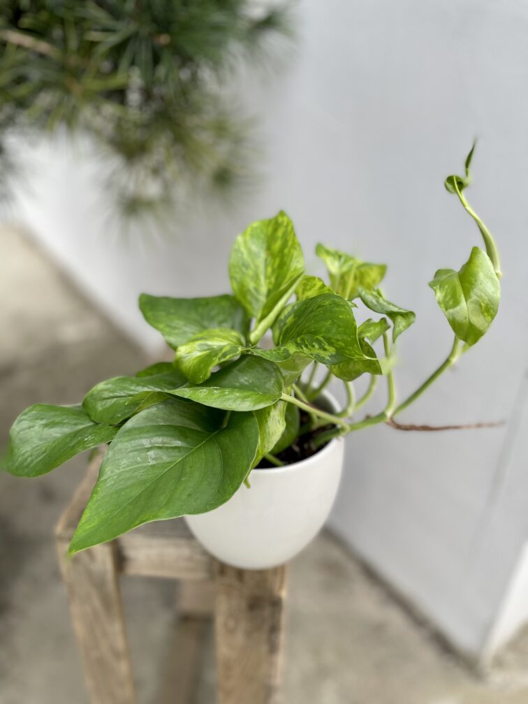 epipremnum-marble-green_12x25-1_1694789337.jpg Zdjęcie rosliny doniczkowej Epipremnum Marble Green, ujęcie 1