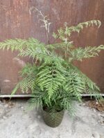 Zdjęcie rosliny doniczkowej Grevillea robusta Morelips, ujęcie 1