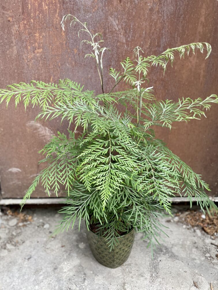 grevillea-robusta-morelips_15x45-1_1694789699.jpg Zdjęcie rosliny doniczkowej Grevillea robusta Morelips, ujęcie 1