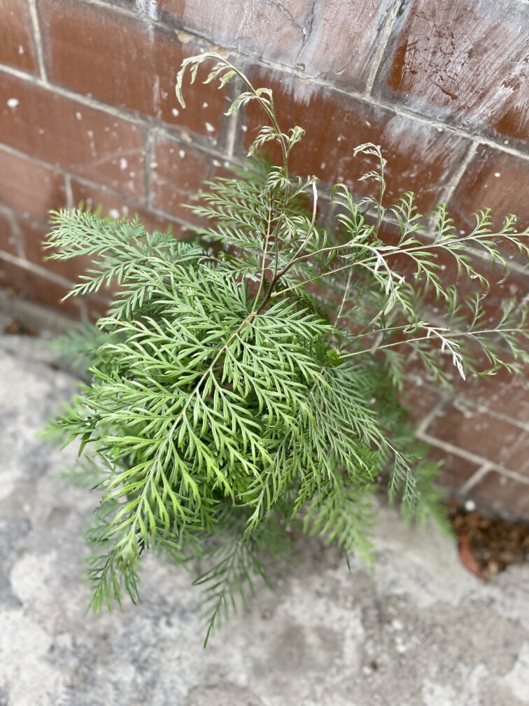 Zdjęcie rosliny doniczkowej Grevillea robusta Morelips, ujęcie 2
