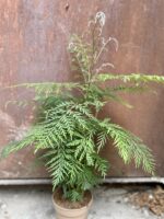 Zdjęcie rosliny doniczkowej Grevillea robusta Morelips, ujęcie 3