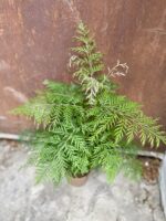 Zdjęcie rosliny doniczkowej Grevillea robusta Morelips, ujęcie 4