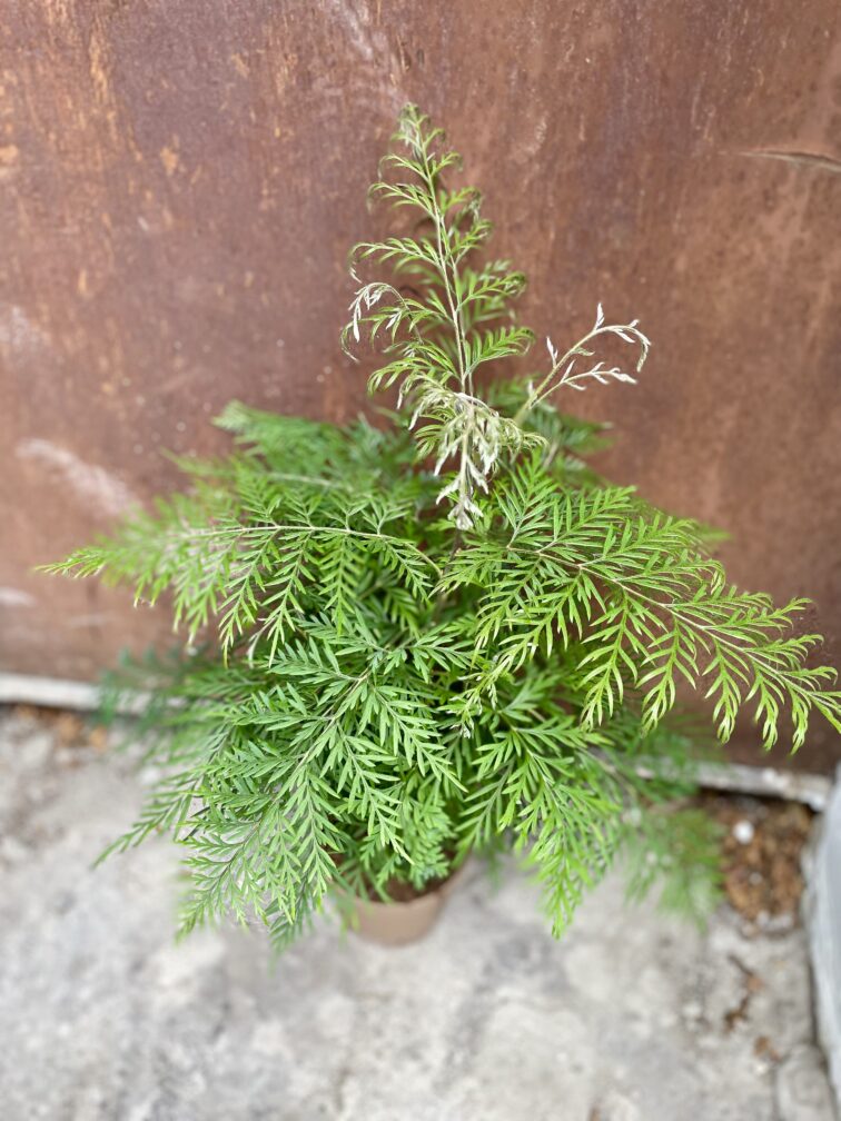 Zdjęcie rosliny doniczkowej Grevillea robusta Morelips, ujęcie 4