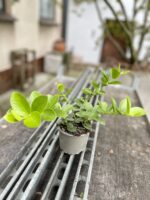Zdjęcie rosliny doniczkowej Hoya Cumingiana, ujęcie 3