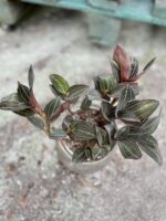 Zdjęcie rosliny doniczkowej Ludisia discolor, ujęcie 2