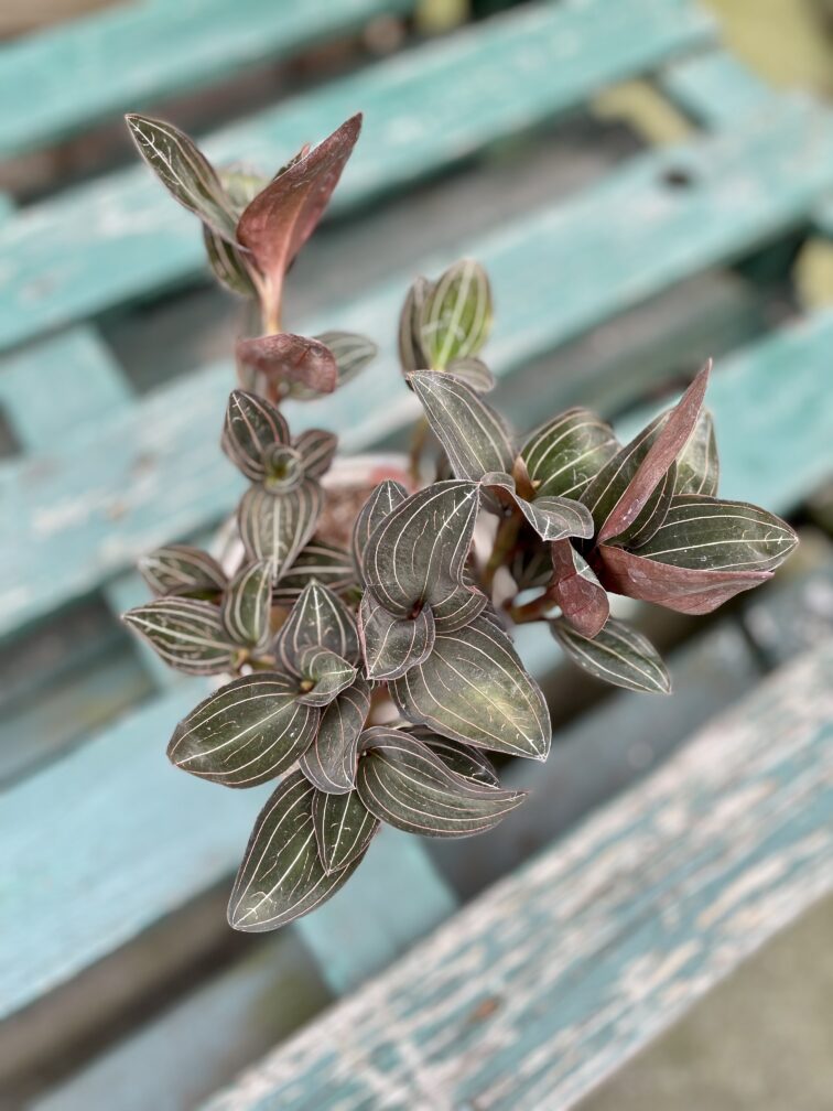 Zdjęcie rosliny doniczkowej Ludisia discolor, ujęcie 4