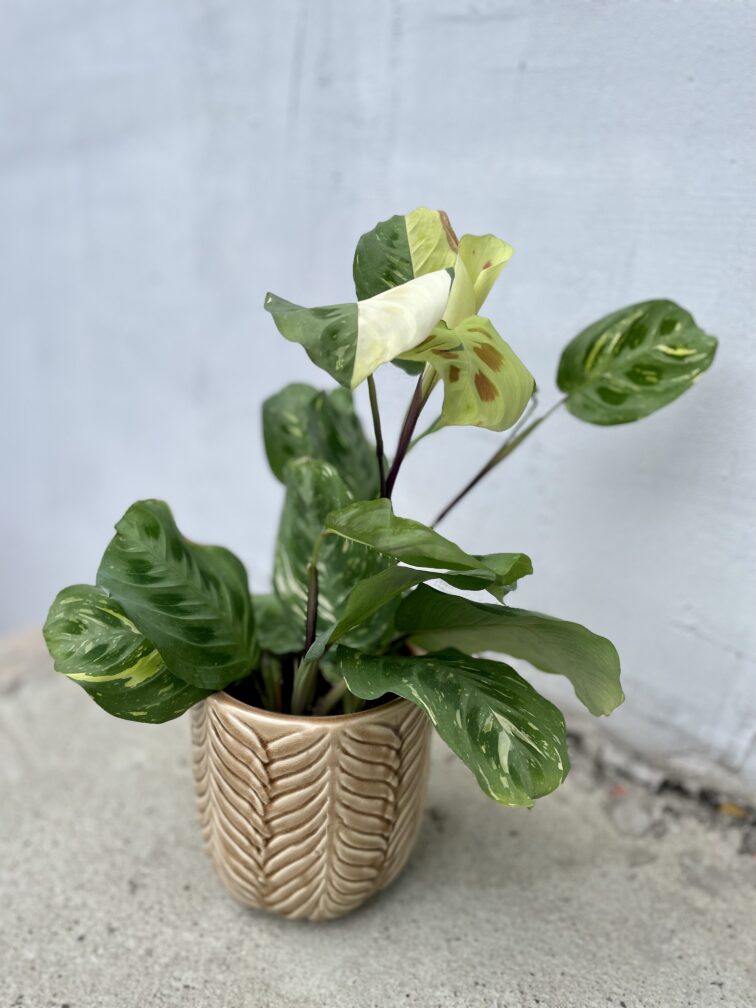 marantha-kerchoveana-variegata_12x30-1_1694789597.jpg Zdjęcie rosliny doniczkowej Maranta Kerchoveana Variegata, ujęcie 1