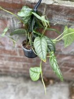 Zdjęcie rosliny doniczkowej Monstera siltepecana, ujęcie 1