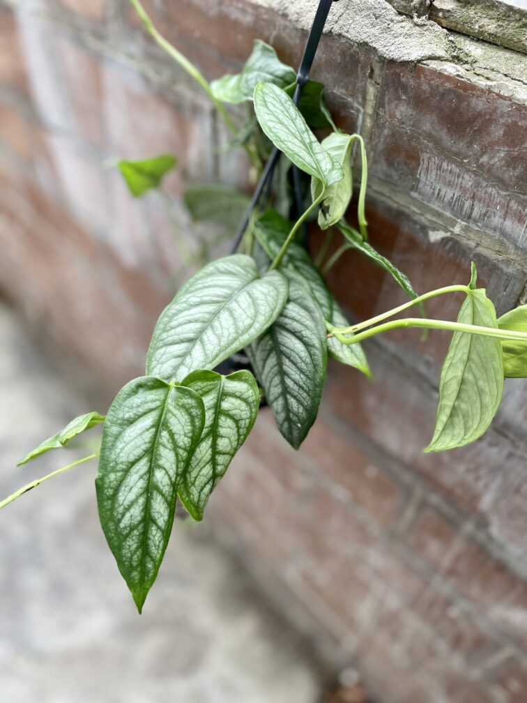 Zdjęcie rosliny doniczkowej Monstera siltepecana, ujęcie 2