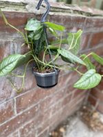 Zdjęcie rosliny doniczkowej Monstera siltepecana, ujęcie 3