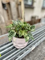 Zdjęcie rosliny doniczkowej Peperomia Buenos Aires, ujęcie 1