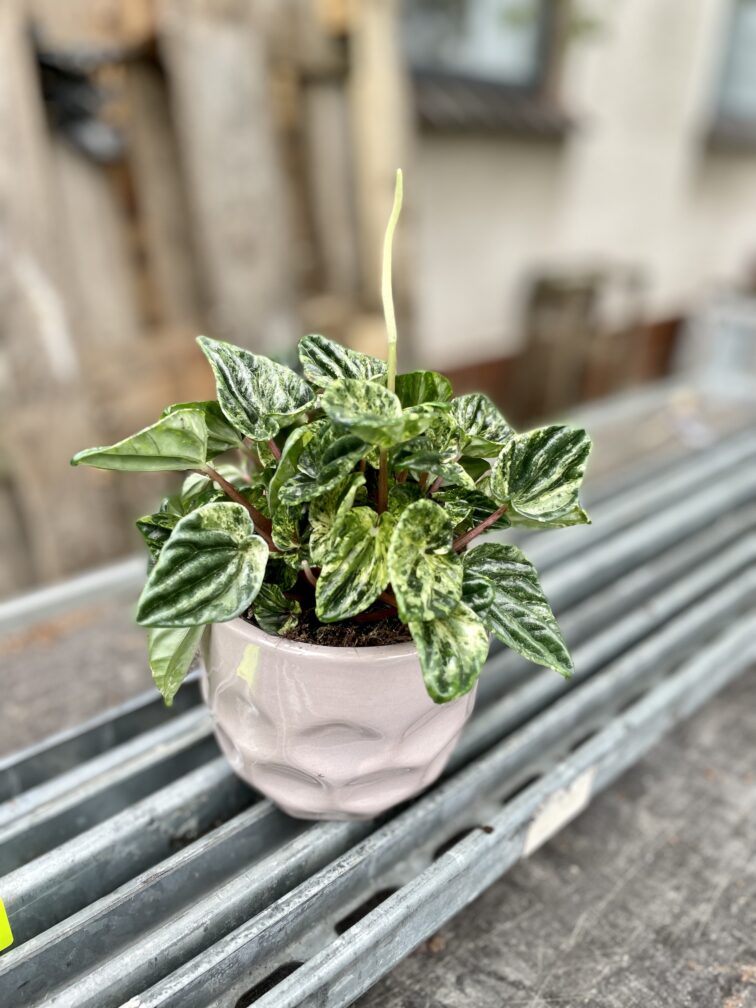 peperomia-buenos-aires_11x20-1_1695381483.jpg Zdjęcie rosliny doniczkowej Peperomia Buenos Aires, ujęcie 1