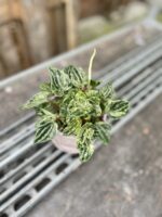 Zdjęcie rosliny doniczkowej Peperomia Buenos Aires, ujęcie 2