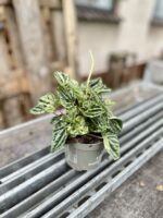 Zdjęcie rosliny doniczkowej Peperomia Buenos Aires, ujęcie 3