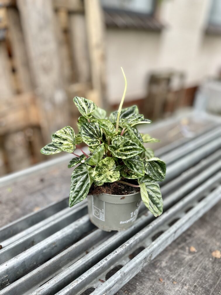 Zdjęcie rosliny doniczkowej Peperomia Buenos Aires, ujęcie 3