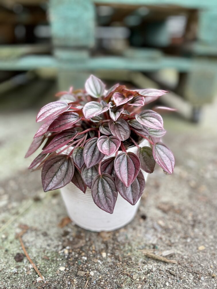 Zdjęcie rosliny doniczkowej Pepperomia Cayenne, ujęcie 1