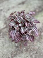 Zdjęcie rosliny doniczkowej Pepperomia Cayenne, ujęcie 2