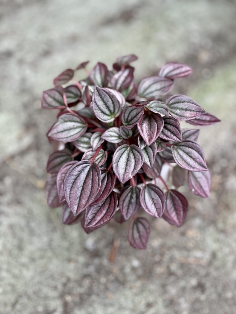 Zdjęcie rosliny doniczkowej Pepperomia Cayenne, ujęcie 2