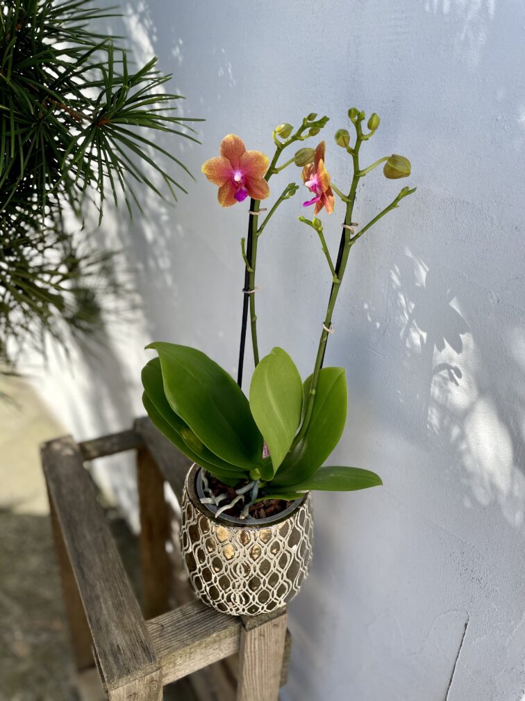 phalaenopsis-afra_12x65-1_1694168998.jpg Zdjęcie rosliny doniczkowej Phalaenopsis Afra, ujęcie 1