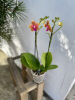 Zdjęcie rosliny doniczkowej Phalaenopsis Afra, ujęcie 3