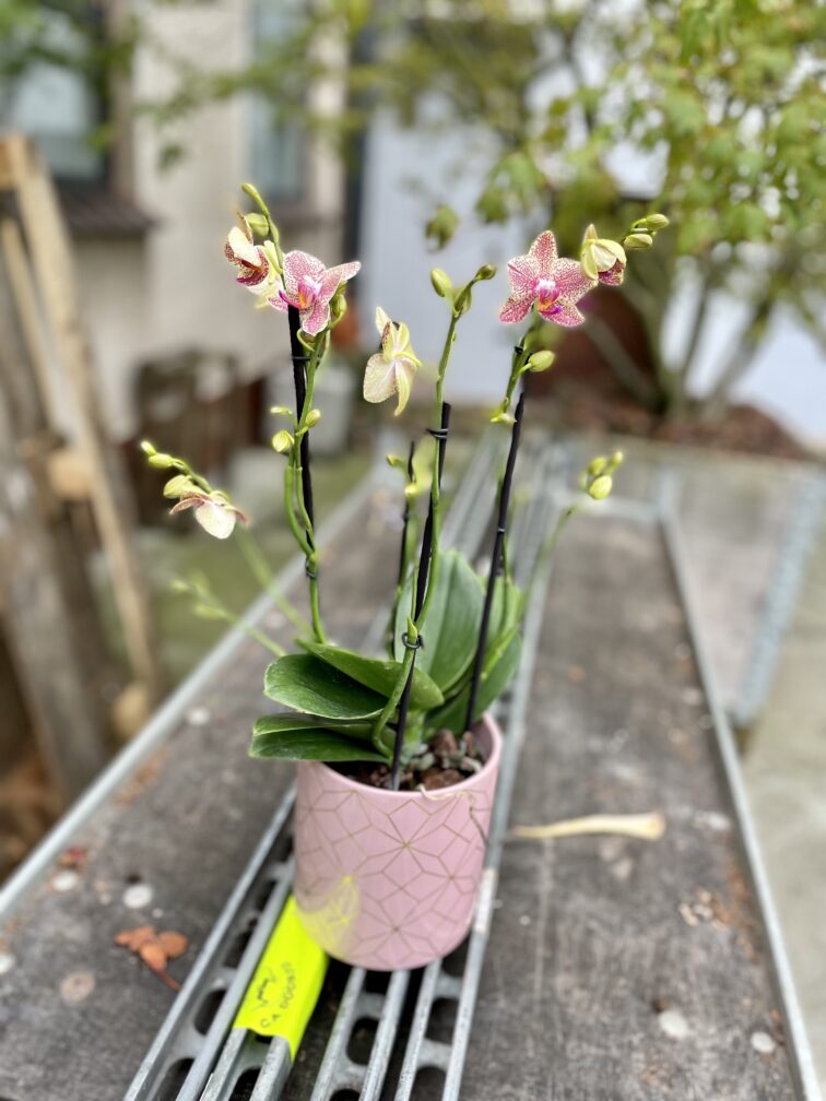 phalaenopsis-pikachu_12x45-1_1695381735.jpg Zdjęcie rosliny doniczkowej Phalaenopsis Pikachu, ujęcie 1